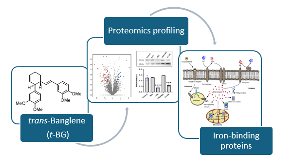 Picture illustrating trans-Banglene and Iron-binding proteins