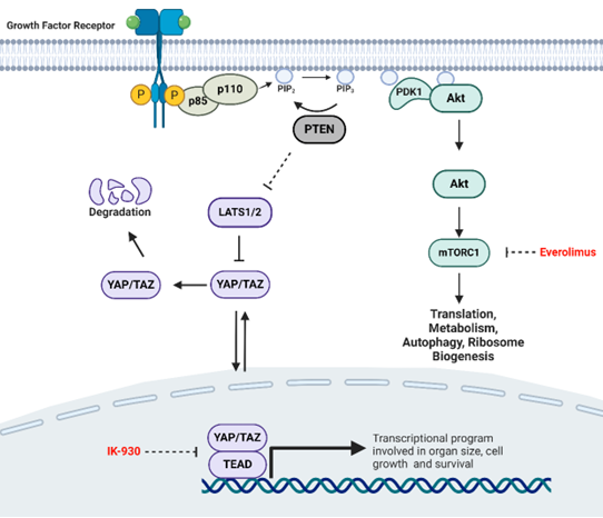 Photo Illustrating the information in the abstract