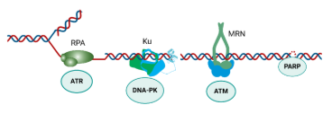 Picture with DNA and proteins